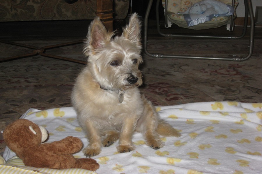 ../image/day 1 maisy thinks the blanket is hers.jpg